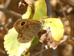 Lasiommata