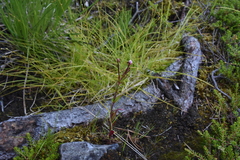 Epilobium palustre