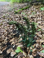 Epipactis purpurata