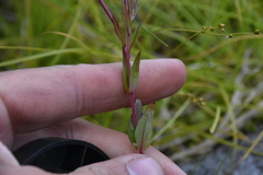 Epilobium palustre