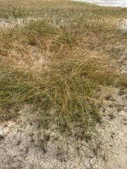 Eleocharis rostellata