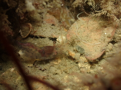 Eualus