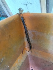 Hemiscolopendra marginata