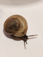 Oreohelix