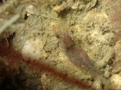 Eualus