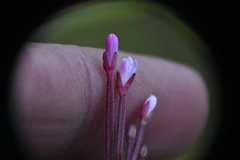Epilobium palustre