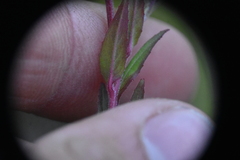 Epilobium palustre