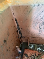 Hemiscolopendra marginata