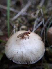 Brachycera