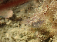 Eualus