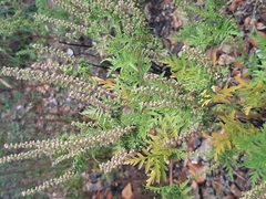 Ambrosia artemisiifolia