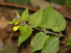 Melampyrum