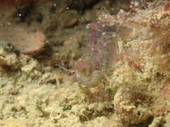 Eualus