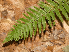 Dryopteridoideae