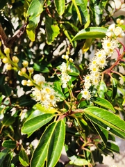 Prunus lusitanica