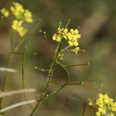 Sisymbrium loeselii