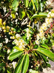 Prunus lusitanica