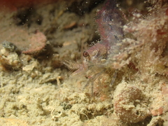 Eualus