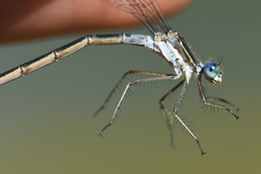 Lestes disjunctus