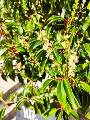Prunus lusitanica