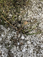 Erythranthe thermalis