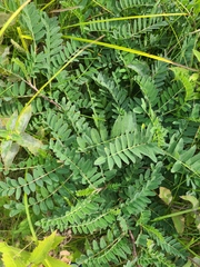 Astragalus canadensis