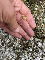 Erythranthe thermalis