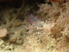 Eualus