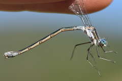 Lestes disjunctus