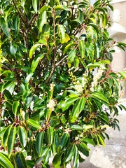 Prunus lusitanica