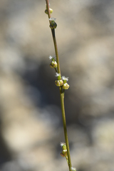 Triglochin palustris