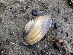 Utterbackiana implicata