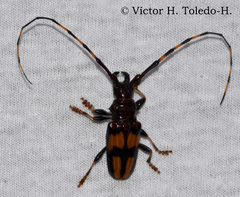 Dendrobias mandibularis mandibularis