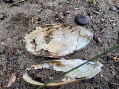 Utterbackiana implicata