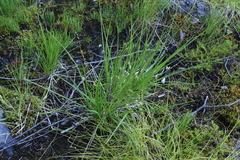 Carex kelloggii