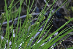 Carex kelloggii