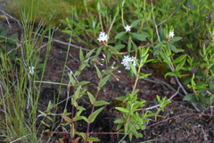 Epilobium palustre