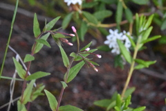 Epilobium palustre