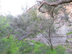 Prostanthera rotundifolia