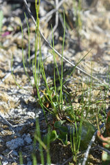 Triglochin palustris