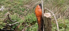 Fusicolla merismoides