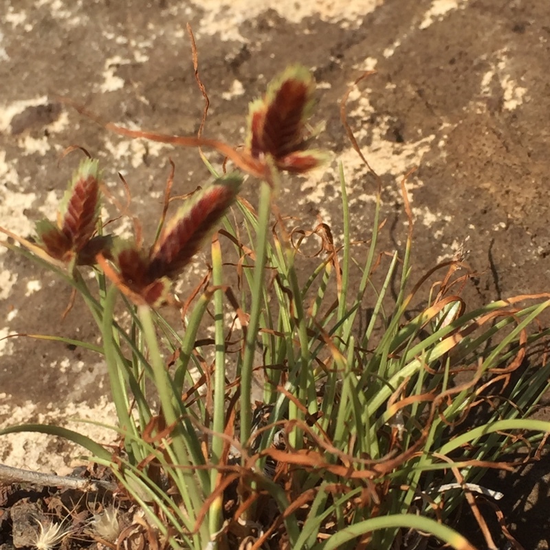 (c) Andre Hosper, certains droits réservés (CC BY) https://www.inaturalist.org/observations/15591897