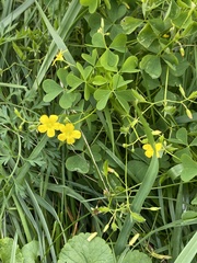 Ranunculus multifidus