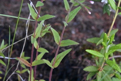 Epilobium palustre