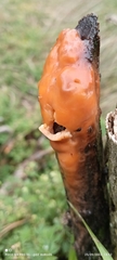 Fusicolla merismoides