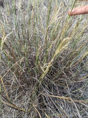 Bothriochloa ischaemum