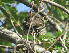 Colaptes auratus luteus