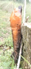 Fusicolla merismoides