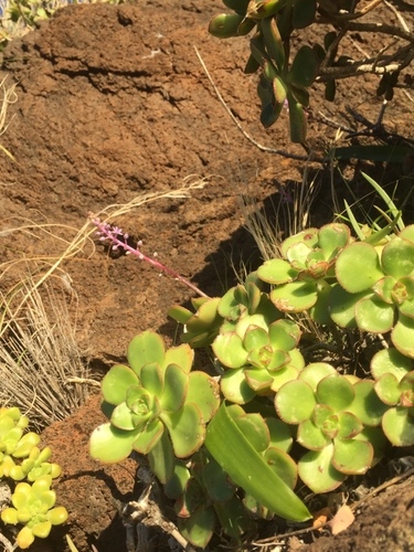 Aeonium volkeri (Aeonium volkeri)