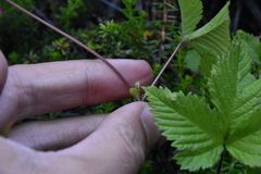 Rubus pubescens pubescens